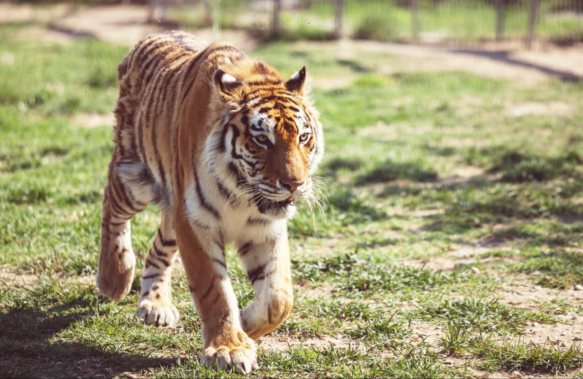 Big Cat Rescue Leaves Tampa: Site to Become New Apartments